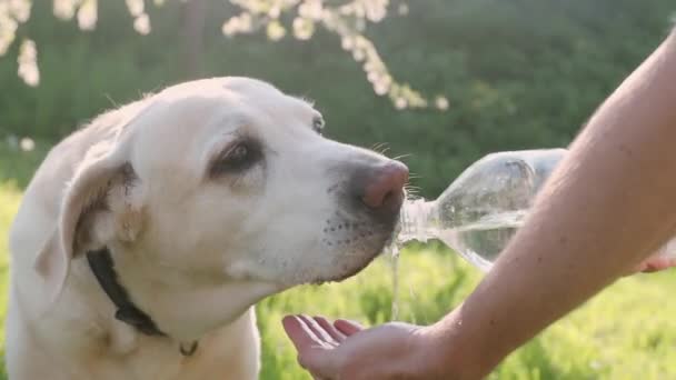 Anjing Minum Air Dari Botol Plastik Pemilik Pet Mengurus Labrador — Stok Video