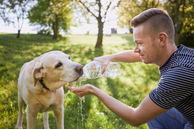 Plastik şişeden köpek içme suyu. Evcil hayvan sahibi sıcak güneşli bir günde labrador av köpeğiyle ilgilenir.
