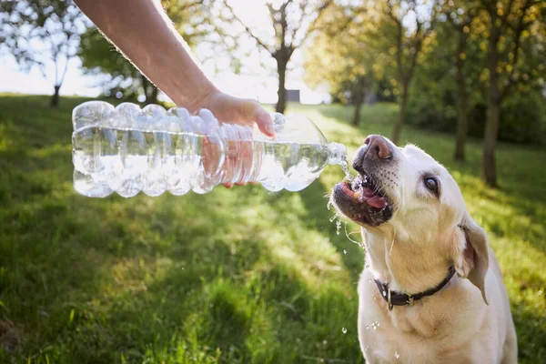 Perro Bebiendo Agua Botella Plástico Dueño Mascotas Encarga Labrador Retriever —  Fotos de Stock