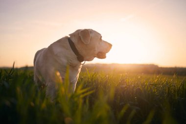 Yaşlı köpek gün batımına bakıyor. Labrador Retriever sahada yürüyor.