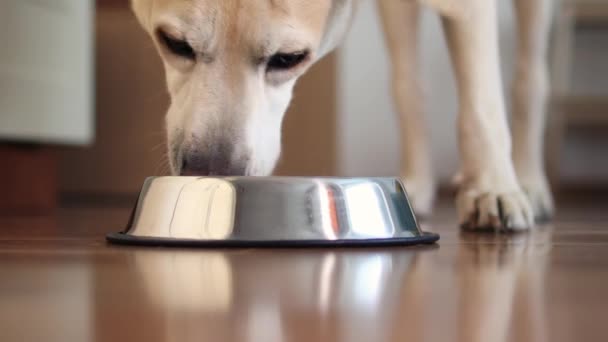 Memberi Makan Anjing Lapar Pendekatan Labrador Retriever Saat Makan Dari — Stok Video