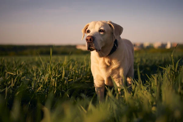 Vieux Chien Regardant Coucher Soleil Labrador Retriever Marche Travers Champ — Photo