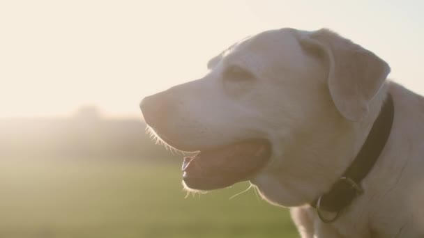 Porträtt Gammal Hund Vid Solnedgången Närbild Labrador Retriever Tittar Runt — Stockvideo