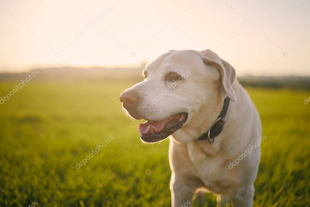 Portrait of old dog at sunset. Close-up of labrador retriever on meadow.