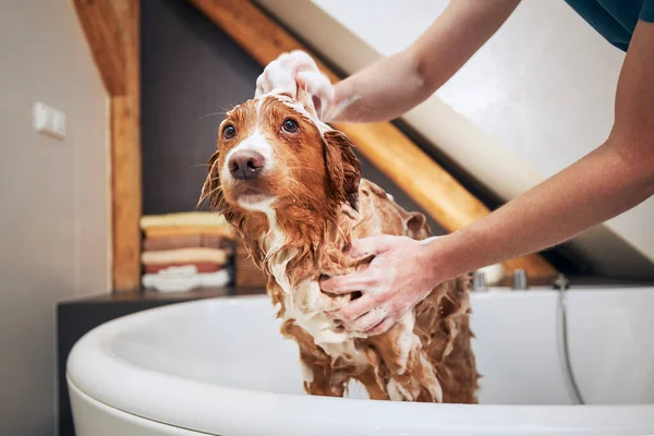 犬が家で風呂に入る ノバスコシアダックトロールレトリバーの入浴 — ストック写真