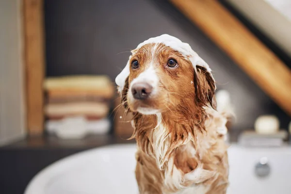 自宅の浴槽でぬれた犬 ノバスコシアダックトロールレトリバーの入浴 — ストック写真