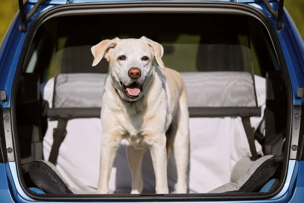 Dog Enjoying Road Trip Happy Labrador Retriver Standing Car Trunk — Stock Photo, Image