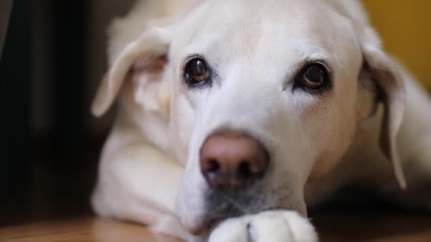 Close View Old Dog Senior Labrador Retriever Waiting Home Real — ストック動画