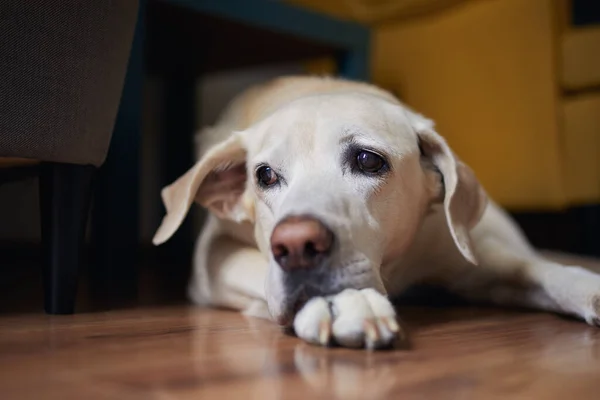 Close View Old Dog Home Loyal Labrador Retriever Waiting Living —  Fotos de Stock