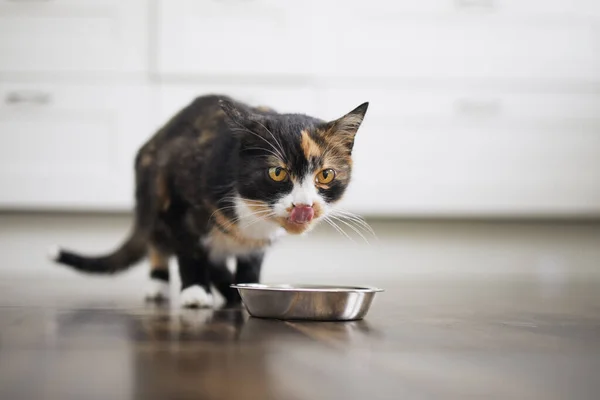 Vida Doméstica Con Mascota Lindo Gato Marrón Comiendo Cuenco Metal — Foto de Stock