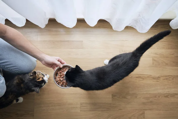 Tierbesitzer Hält Schale Mit Futter Für Seine Hungrigen Katzen Hause — Stockfoto