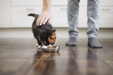 Domestic life with pet. Man feeding his hungry cat at home