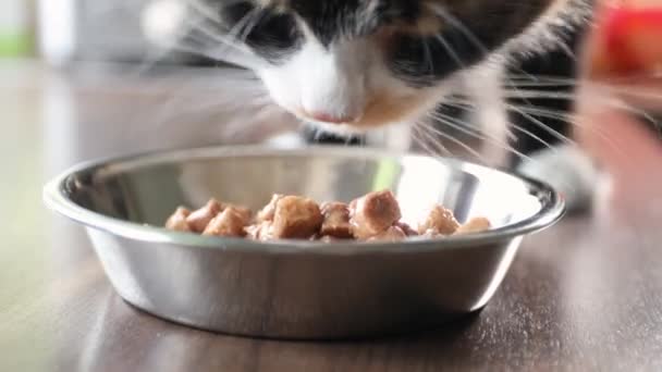 Domestic Life Pet Close Hungry Cat Eating Metal Bowl Home — Vídeos de Stock