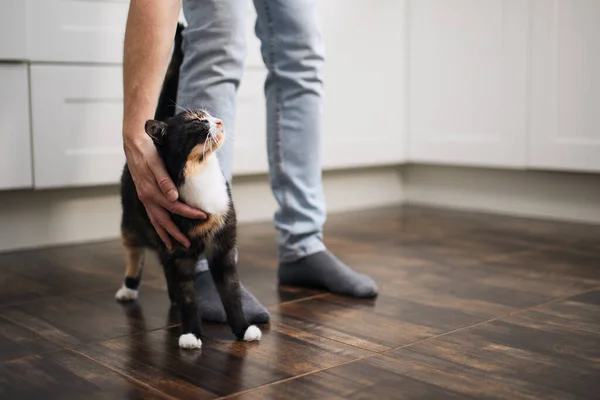 Domestic life with pet. Man stroking his cute mottled cat at hom