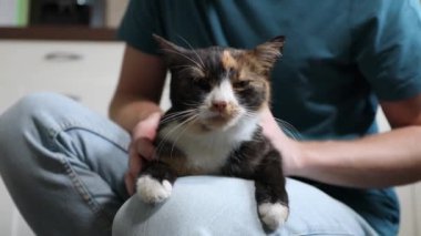 Evcil hayvanla ev hayatı. Bir adam evde şirin, benekli kedisini okşuyor. 4K çözünürlükte gerçek zamanlı, 