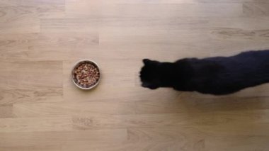 Black cat eats food from metal bowl at home. Real time in 4K.