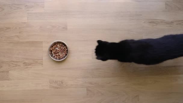 Black Cat Eats Food Metal Bowl Home Real Time — Vídeos de Stock