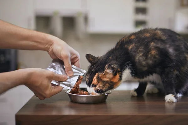 Domestic life with pet. Man feeding his hungry cat at home