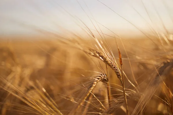 Close Barley Cereal Plant Agricultural Field Golden Sunset — Stok fotoğraf