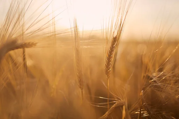 Close Barley Cereal Plant Agricultural Field Golden Sunset — Photo