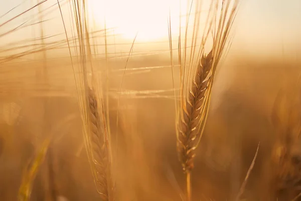 Close Barley Cereal Plant Agricultural Field Golden Sunset — 스톡 사진