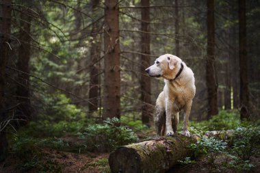 Mutlu köpekle macera gezisi. Ormanın derinliklerindeki yürüyüş sırasında ıslak ve kirli Labrador Retriever.