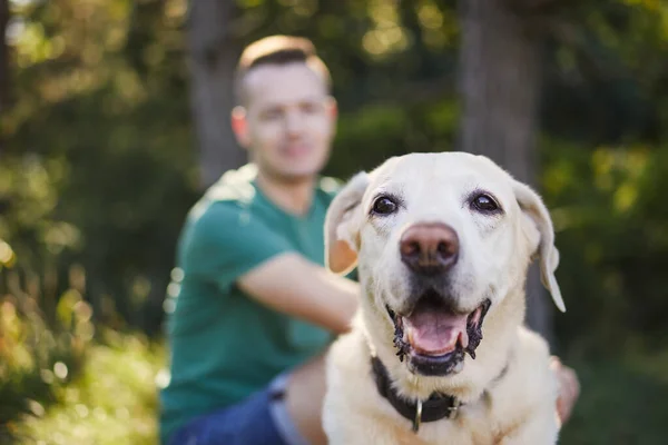 Selektywna Koncentracja Uroczym Psie Swoim Właścicielem Tle Człowiek Labrador Retriever — Zdjęcie stockowe