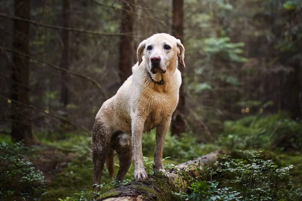 Viaje Aventura Con Perro Feliz Recuperador Labrador Húmedo Sucio Durante —  Fotos de Stock