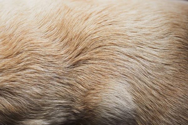 Close-up of dog fur. Animal hair of old yellow labrador retriever