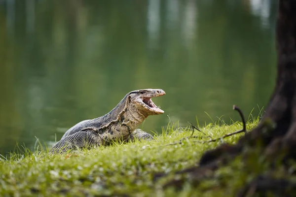 Water Monitor Lizard Grass Lumphini Park Bangkok Thailand — Stock Photo, Image