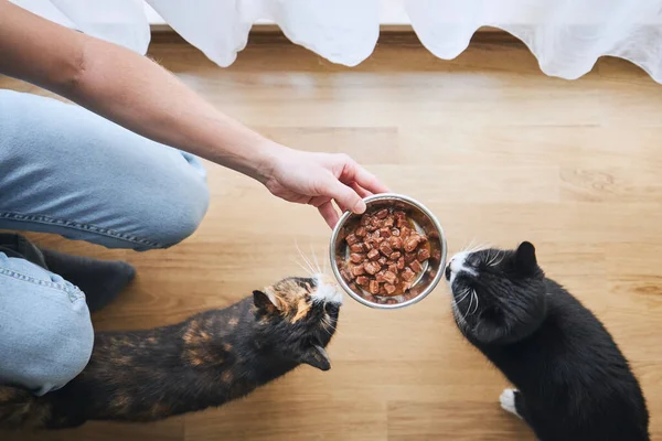Tierbesitzer Hält Schale Mit Futter Für Seine Zwei Hungrigen Katzen — Stockfoto