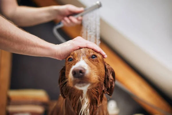 Hond Neemt Een Bad Badkamer Douchen Van Nova Scotia Duck — Stockfoto