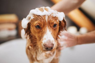 Köpek evde banyo yapıyor. Nova Scotia Ördek Avcısı Hamamı