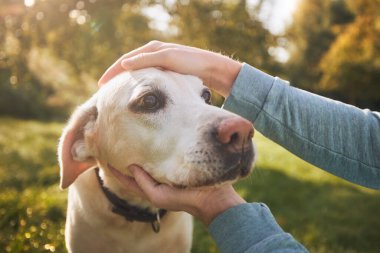 Sonbahar güneşli bir günde yaşlı köpeğini okşayan bir adam. Sadık Labrador Retriever sahibini örnek alıyor.