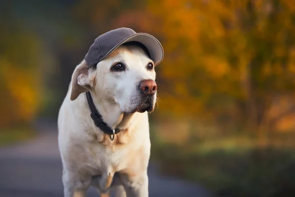 Roligt Porträtt Gammal Hund Labrador Retriever Bär Mössa Vandringen Höstnaturen — Stockfoto