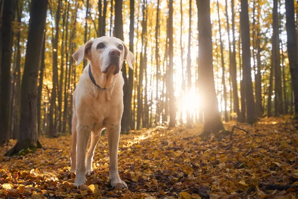 落ち葉の古い犬の肖像画 秋の森の中を歩くラブラドールの検索 — ストック写真