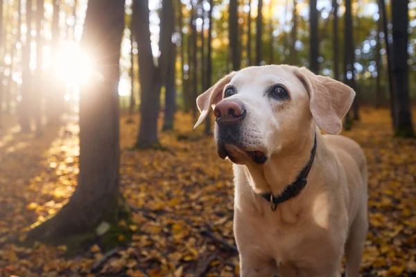 老狗在落叶中的画像 秋天森林里散步的拉布拉多猎犬 — 图库照片