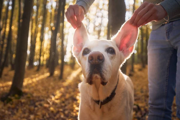 男人竖起耳朵听他的狗 秋天森林中的老拉布拉多猎犬有趣的肖像 — 图库照片