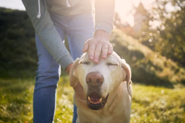 Mężczyzna Głaskający Swojego Starego Psa Zadowolony Pies Korzystających Słoneczny Jesienny — Zdjęcie stockowe