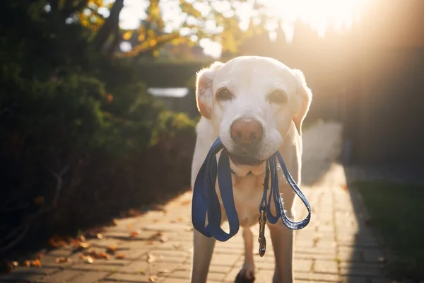 犬は散歩を待っている 家の前の歩道に口の中でリードを保持古いラブラドールの取得 — ストック写真