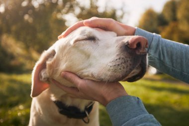 Adam eski köpeğini okşuyor. Sadık Labrador Retriever sahibiyle sonbahar güneşinin tadını çıkarıyor.
