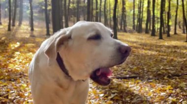 Ormanda sonbahar yürüyüşü yapan yaşlı köpek.