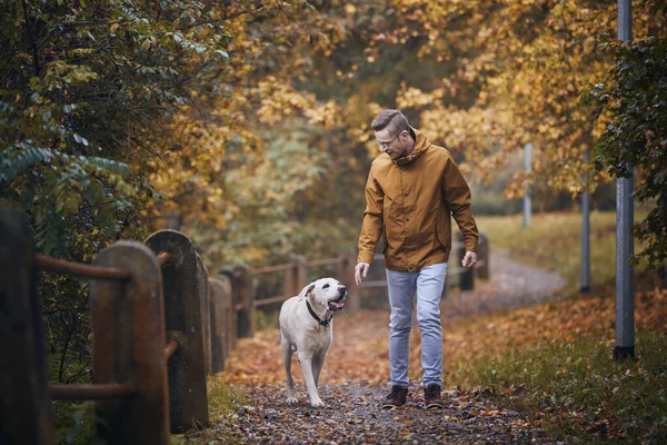 秋天带着狗的人宠物主人和他忠实的拉布拉多猎犬走在人行道上 — 图库照片