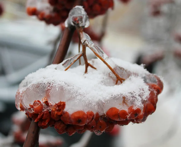 Frozen rowan — Stock Photo, Image