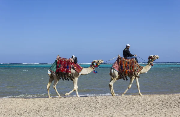 Mısır'daki deve dekore edilmiş — Stok fotoğraf