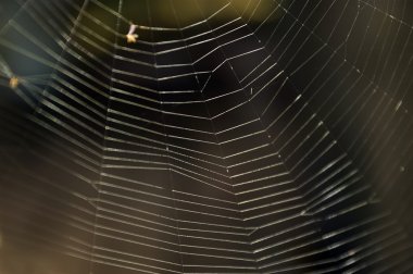 doğaya, örümcek, kare fotoğraf olmadan brüt spiderweb