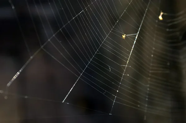 Tela de araña gruesa en la naturaleza, sin araña, foto cuadrada —  Fotos de Stock