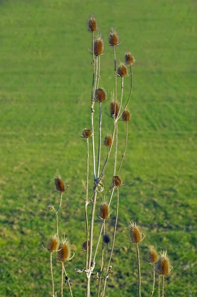 Distel — Stockfoto