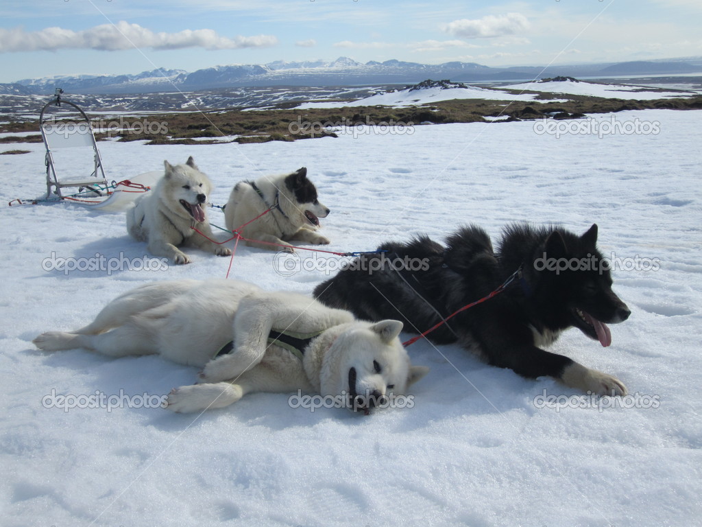 アイスランドのそり犬 ストック写真 C Steffenc アイスランドのそり犬 ストック写真 C Steffenc
