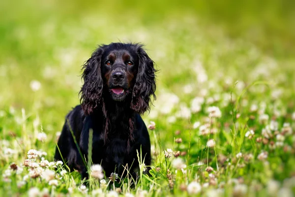 Black english springer spaniel playing in clover field — Stock Photo, Image